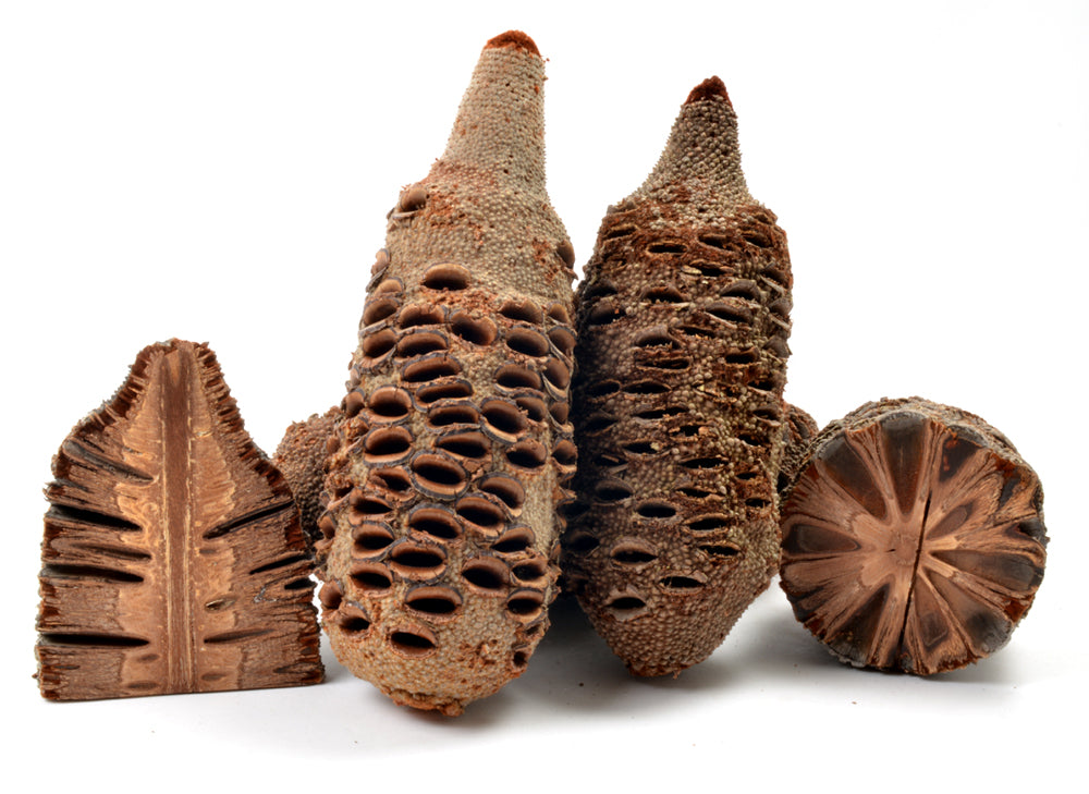 Noix de Banksia - 8"