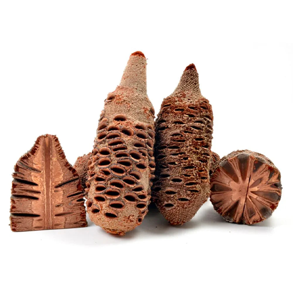 Banksia Nuts