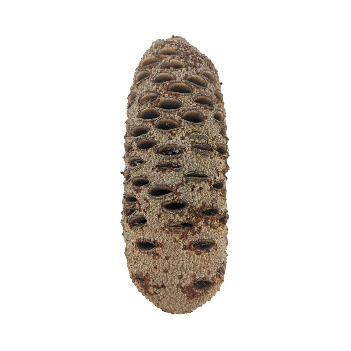 Noix de Banksia - 8"