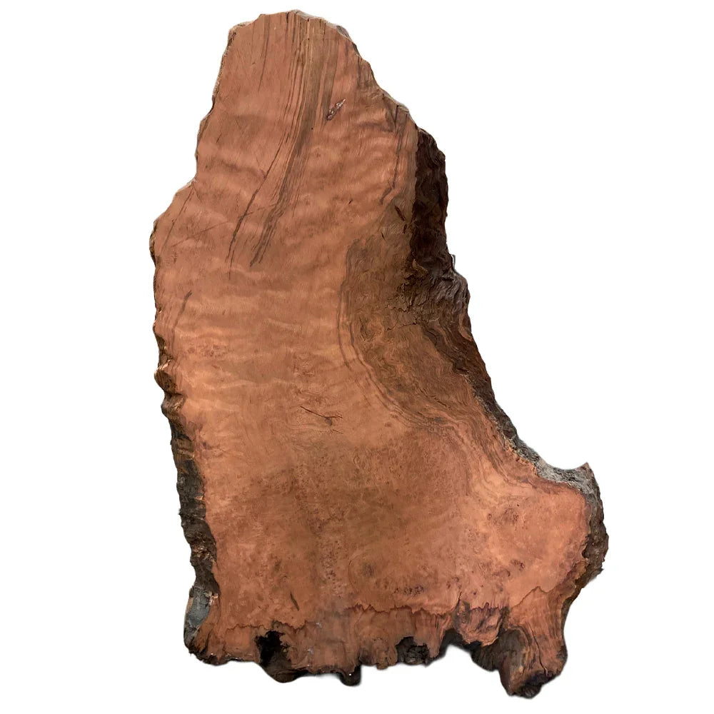 Loupe de Sequoia - 59" x 41"