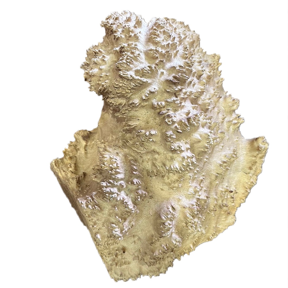 Brown Mallee Burl Wood - 4" x 10" x 10 1/2"