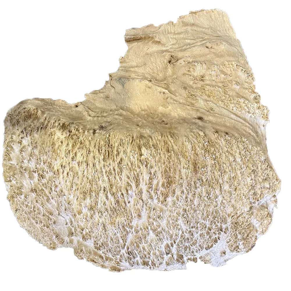 Loupe de Coolibah - 4 1/2" x 18" x 16"