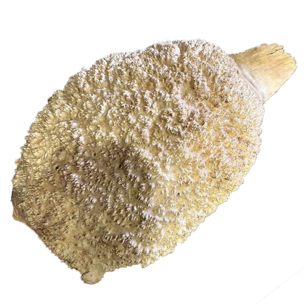 Red Mallee Burl Wood - 4 1/2" x 11" x 17"