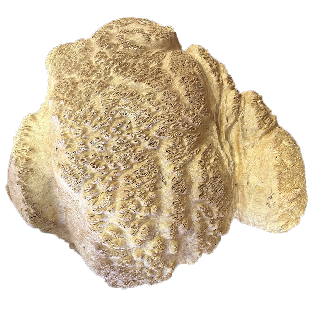 West Red Box Burl Wood - 4 1/2" x 20" x 18"