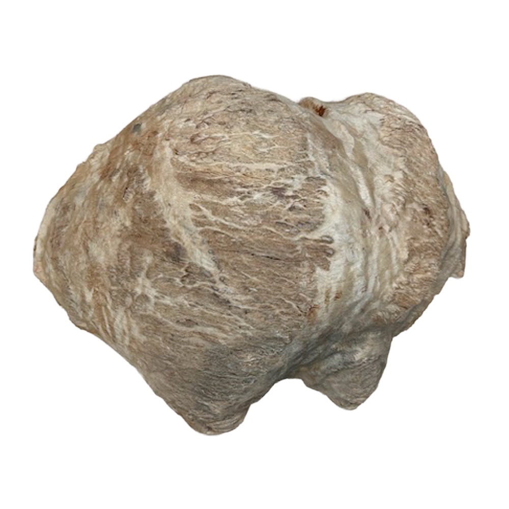 Burl Wood West Red Box - 4" x 12" x 16"