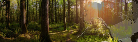 Forêt indigène ensoleillée avec végétation luxuriante et contour de carte du Canada superposé