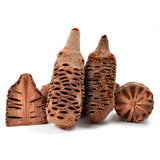 Banksia Nuts