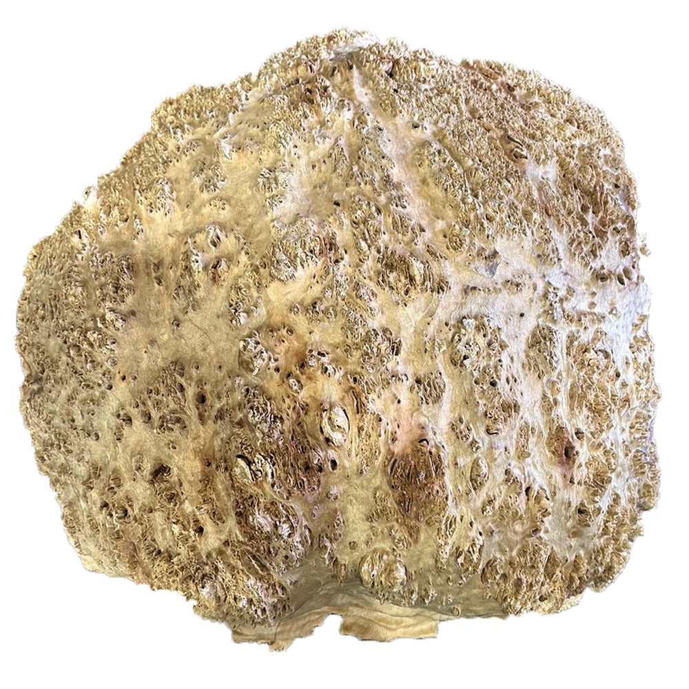 Coolibah Burl Wood - 4 1/2" x 14" x 14"