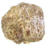 Coolibah Burl Wood - 4 1/2" x 14" x 14"