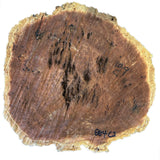 Coolibah Burl Wood - 4 1/2" x 14" x 14"