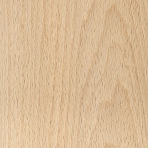 European Beech 