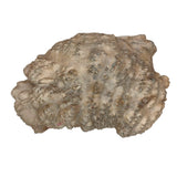 Burl Wood Red Mallee - 3" x 7" x 11"