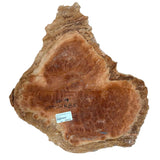Burl Wood West Red Box - 4" x 18" x 18"