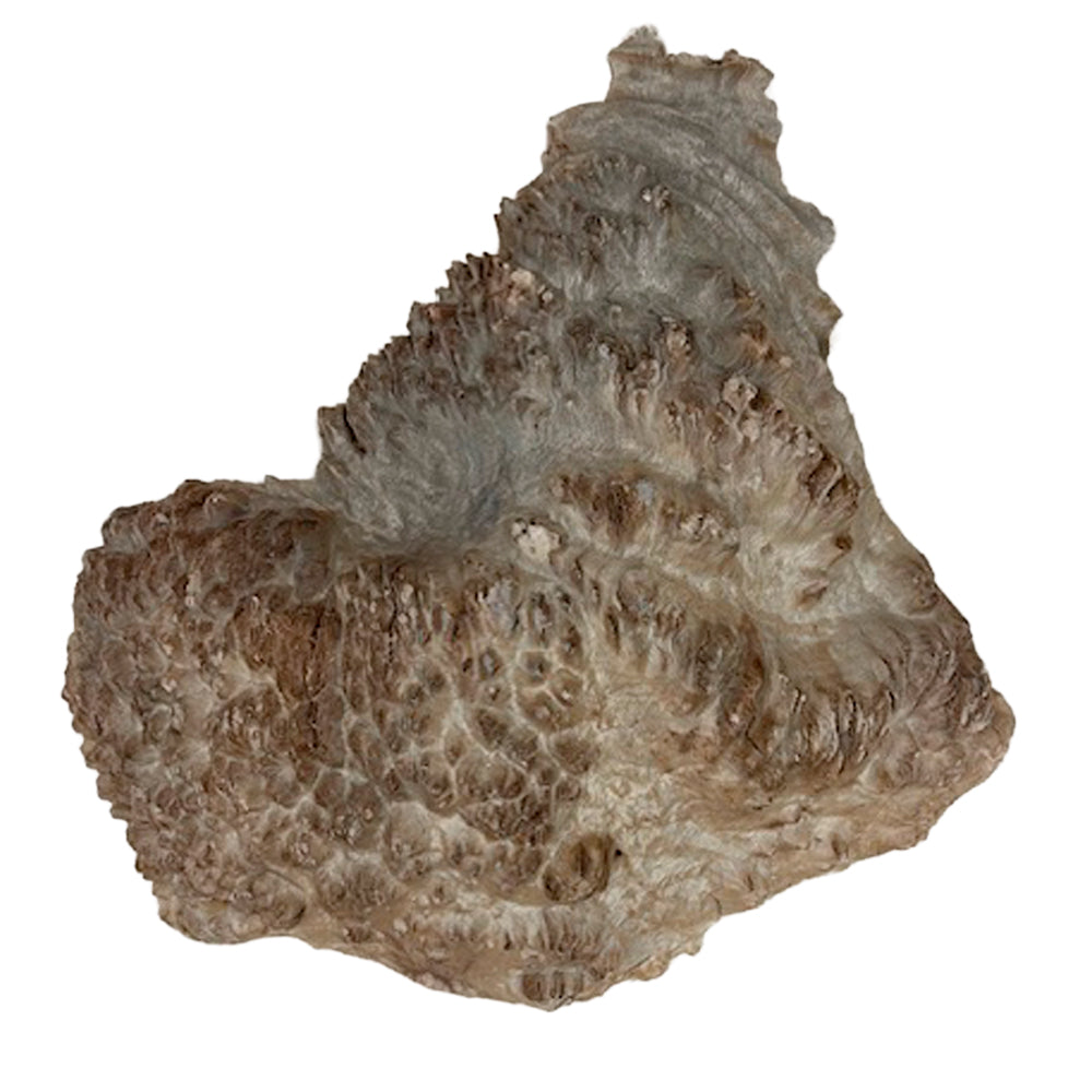 Burl Wood West Red Box - 4" x 18" x 18"