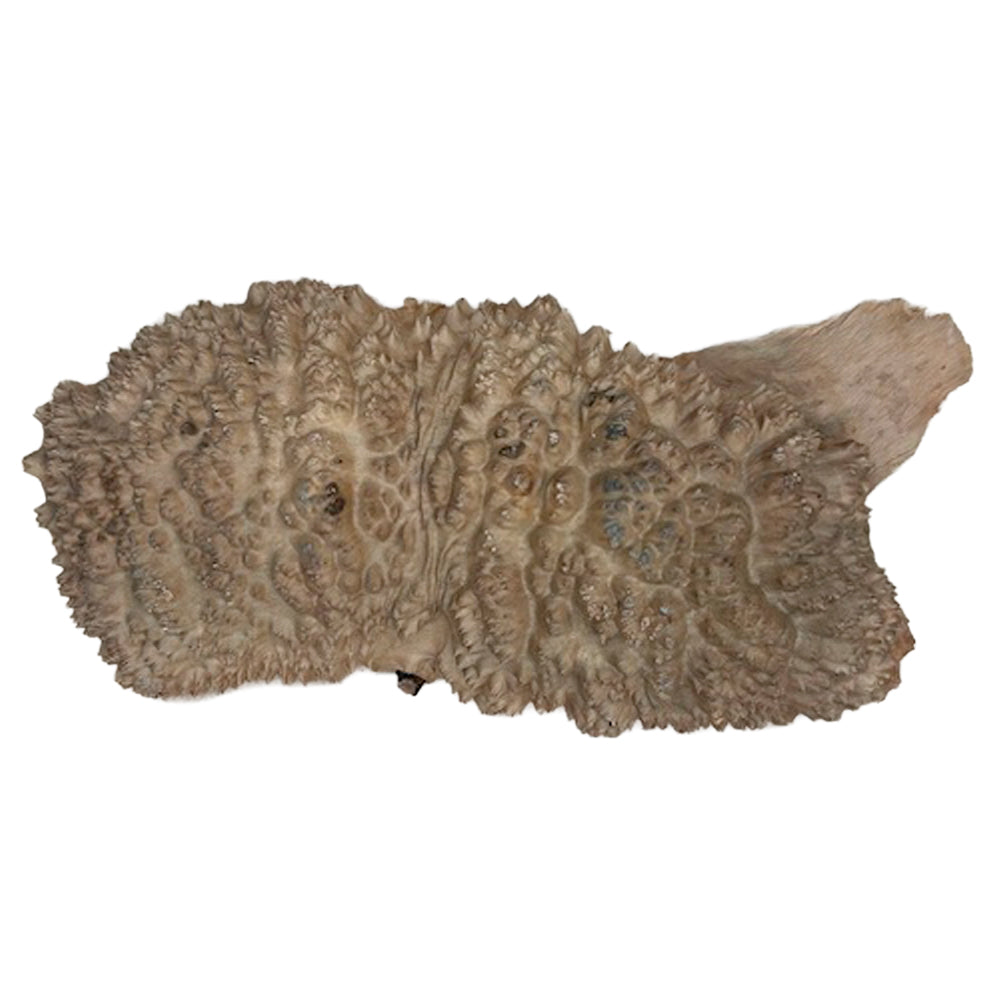 Burl Wood Red Mallee - 3" x 8" x 16"