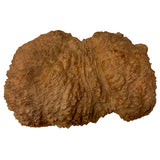 Loupe Red Mallee - 4" x 10" x 16"