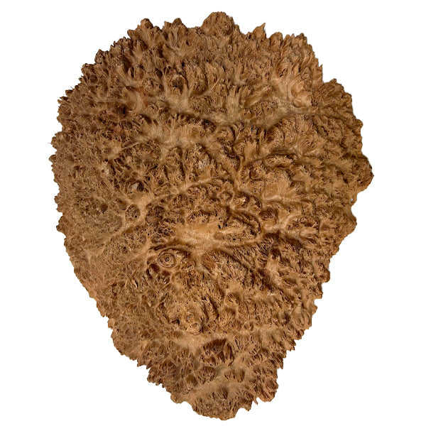 Burl Wood West Red Box - 3 1/2" x 14" x 17"