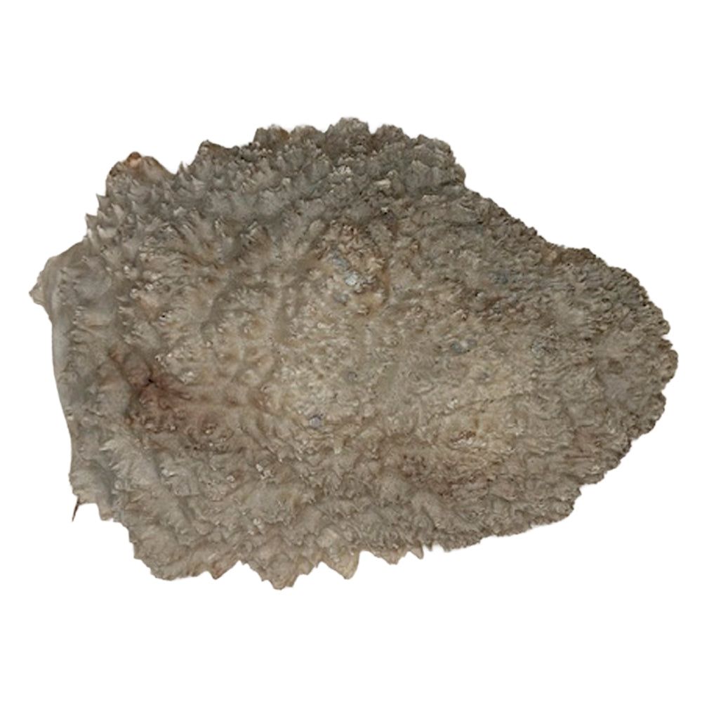 Burl Wood Red Mallee - 3" x 10" x 13"